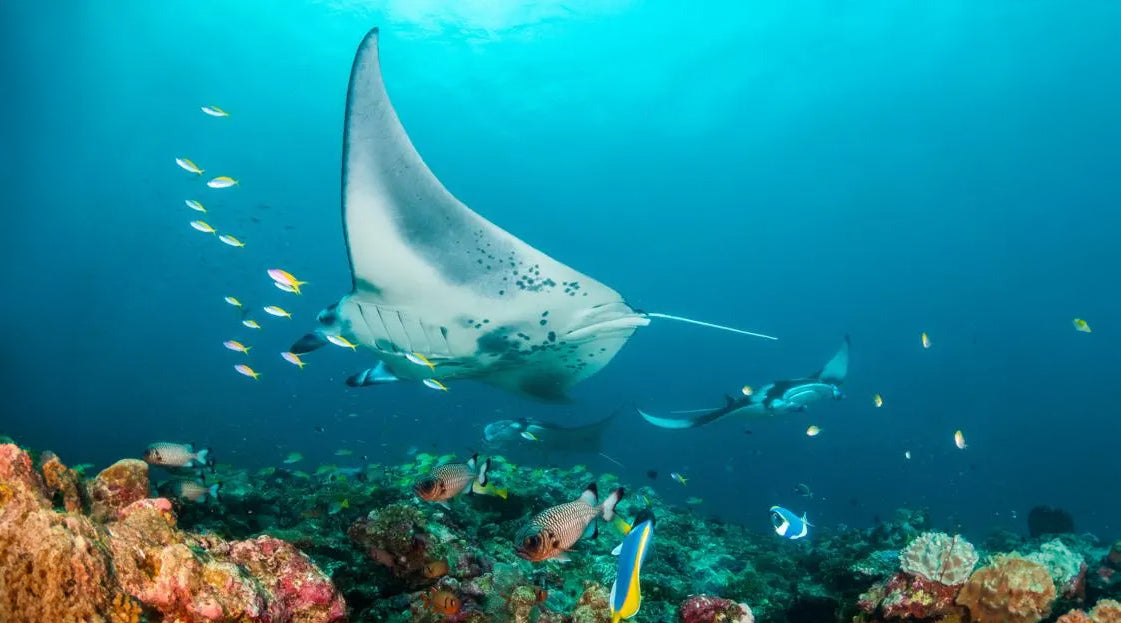 Manta Rays