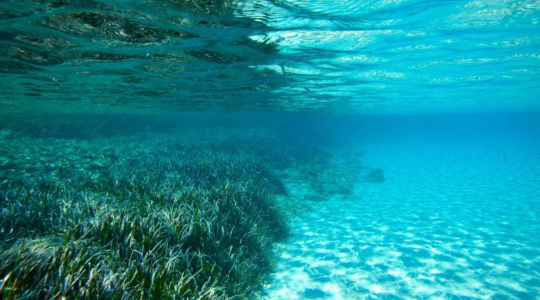 Posidonia seagrass