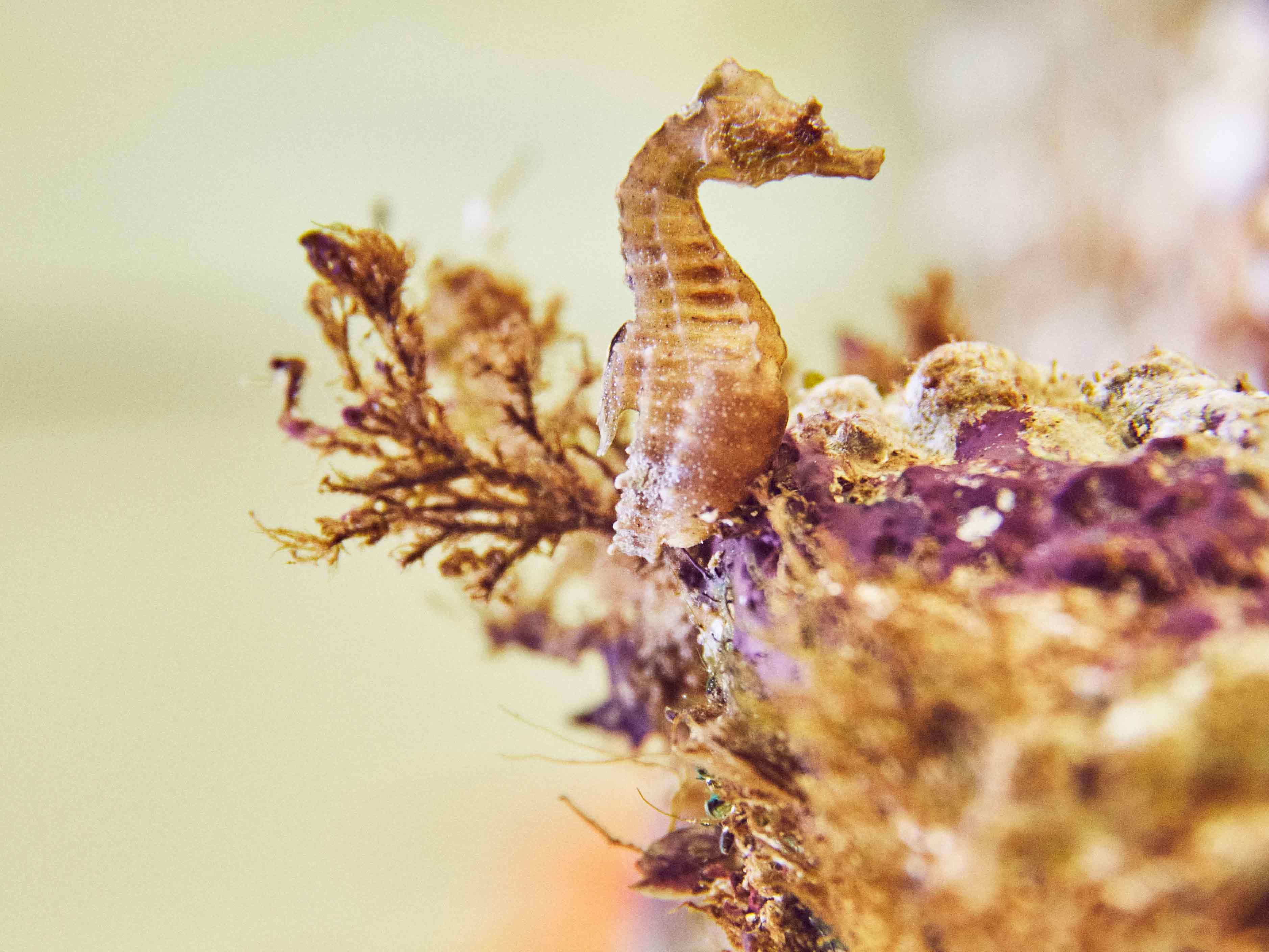 Seahorse in a tank at the Marbella Club