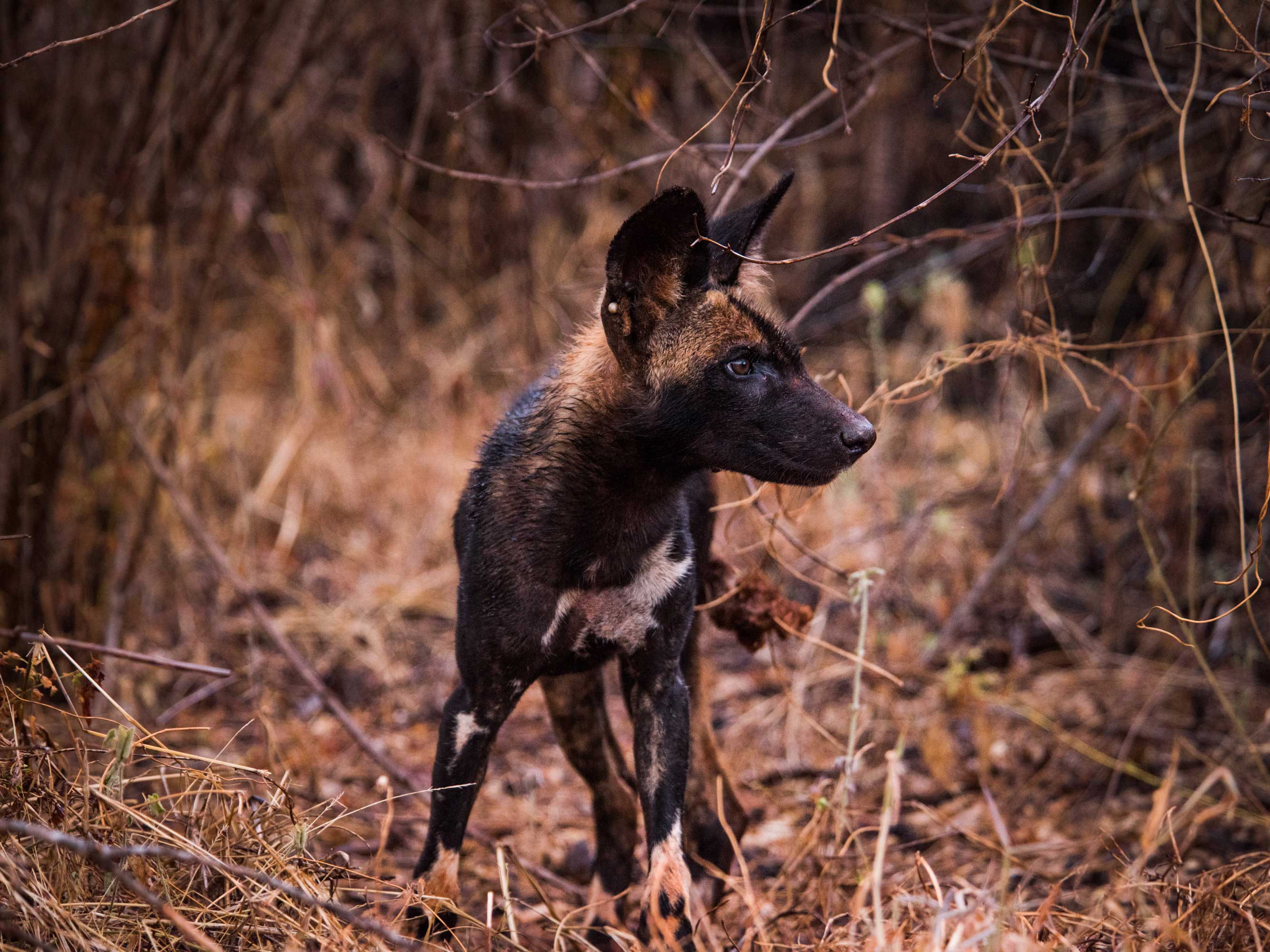 Painted Wild dog in the wilds of Kenya