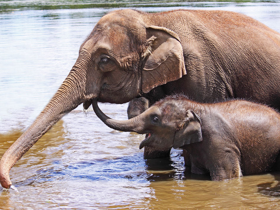 Elephants protected by The Sheldrick Wildlife Trust