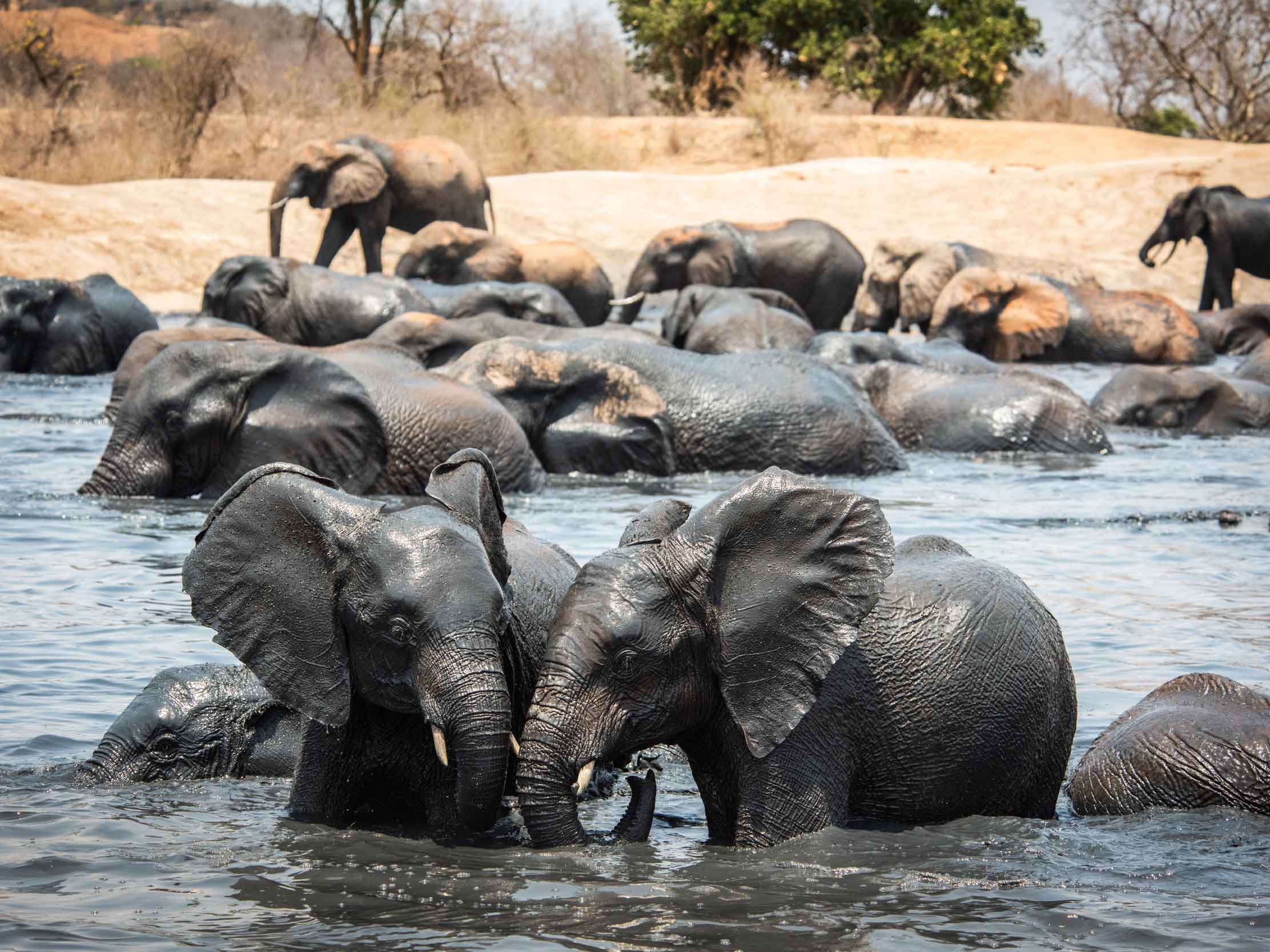 Sheldrick Wildlife Trust elephants playing in water and mud