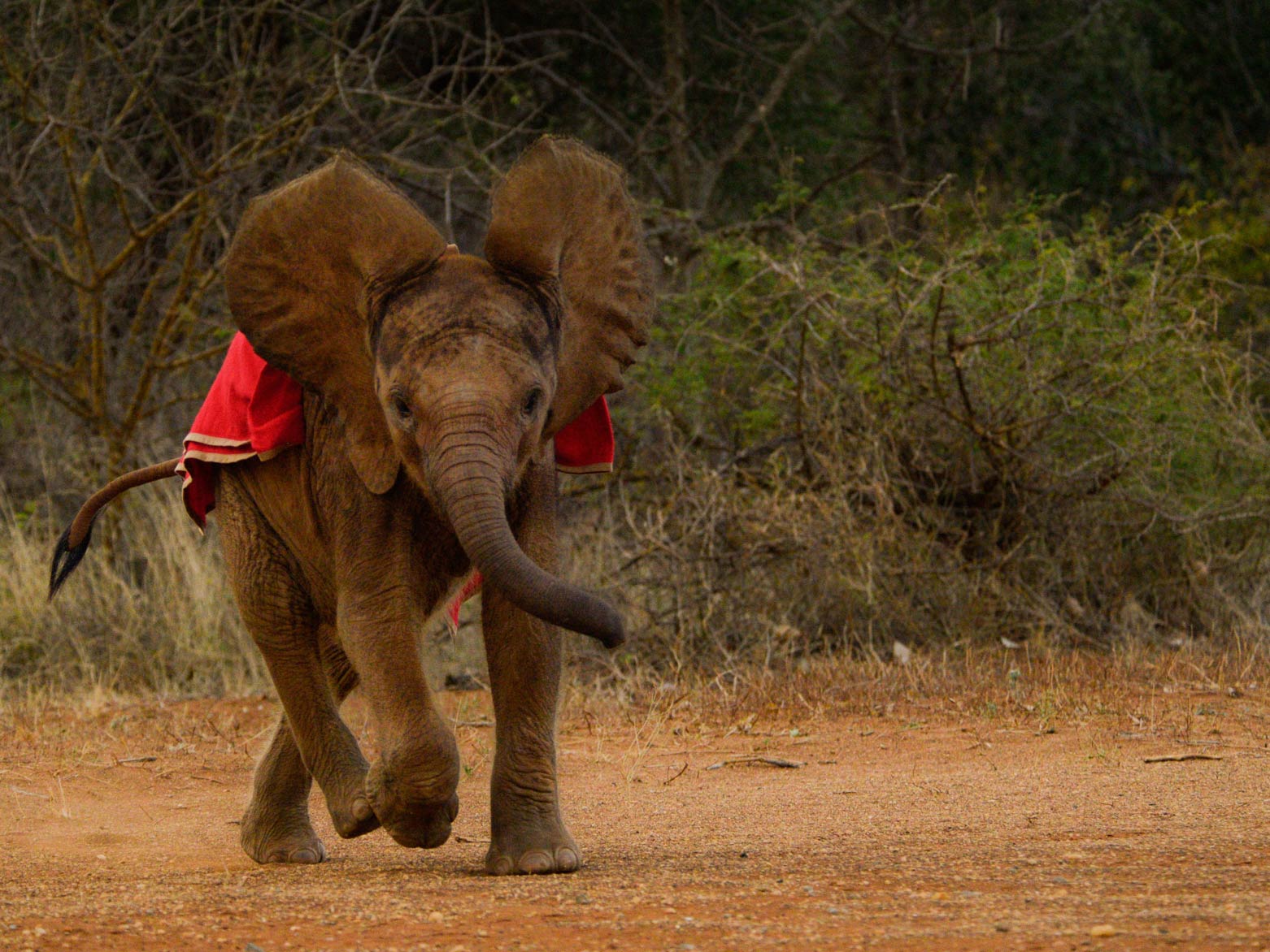 Sheldrick Wildlife Trust orphan elephant